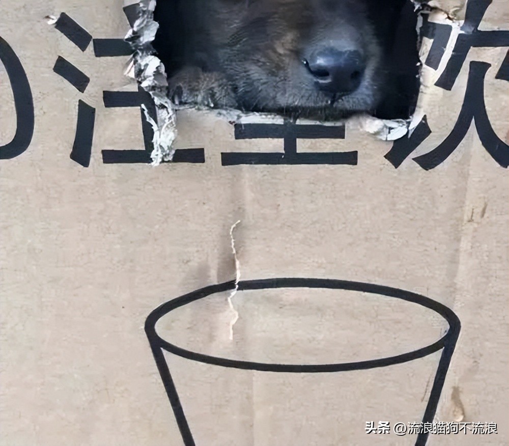 老狗疾病缠身口眼歪斜，最需要陪伴的时候，却遭主人无情抛弃