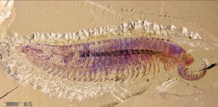 5亿多年前的“四不像”麒麟虾,为什么成为了进化论的又一实锤