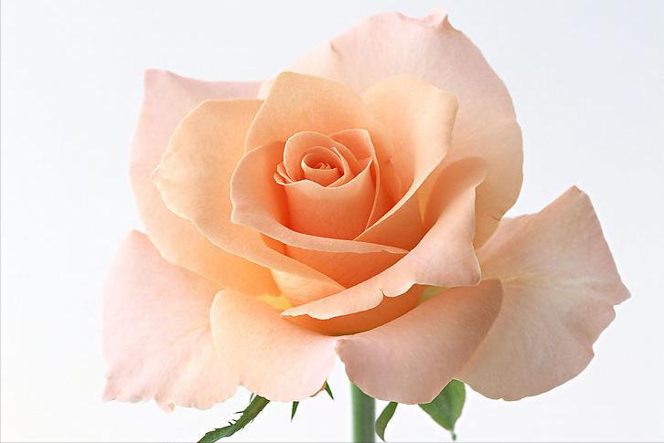 聪明又正派从不耍心机的星座,看似没有脾气实则最难哄的星座