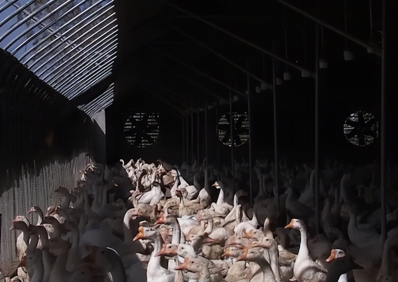 养鹅致富的成功案例,养鹅大王创业之路