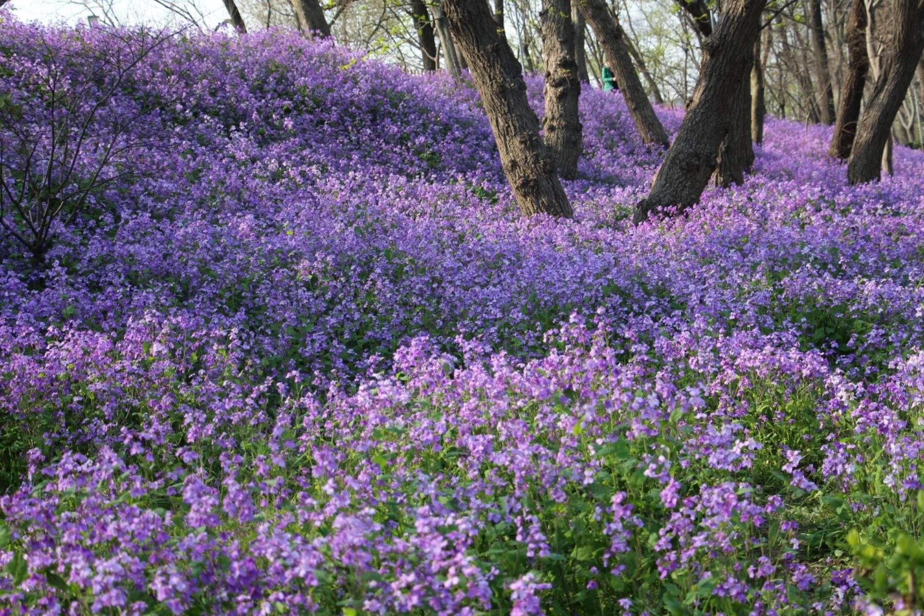 100种迷人的“数字花”,从零到一百万,真是太神奇了