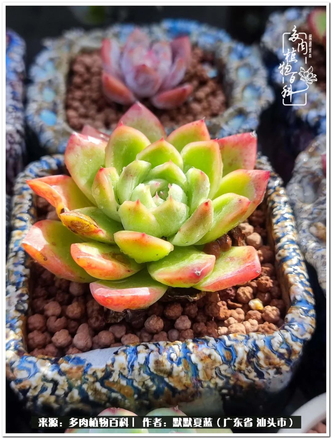 多肉虐我千百遍，我待多肉如初恋