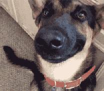 狗狗有口臭这几点轻松解决,狗狗口臭怎么办最快解决方法