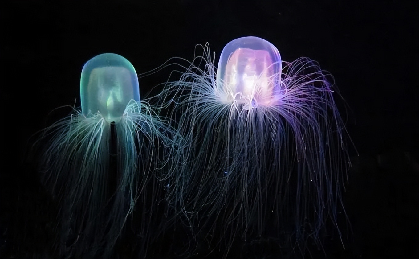 世界上最具致命毒性的动物,世界上最恐怖的10种有毒动物