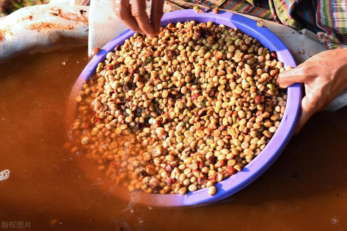 最出名的猫屎咖啡,什么猫屎咖啡最好