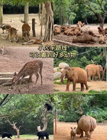 广州长隆野生动物世界保姆级教程,广州长隆野生动物园保姆级攻略