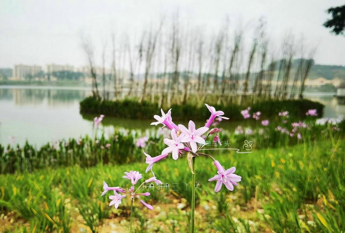 广州增城旅游攻略必去景点,广州增城旅游全攻略