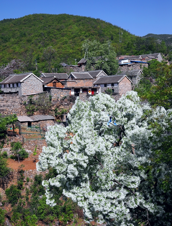 石大沟的流苏花,石大沟村流苏