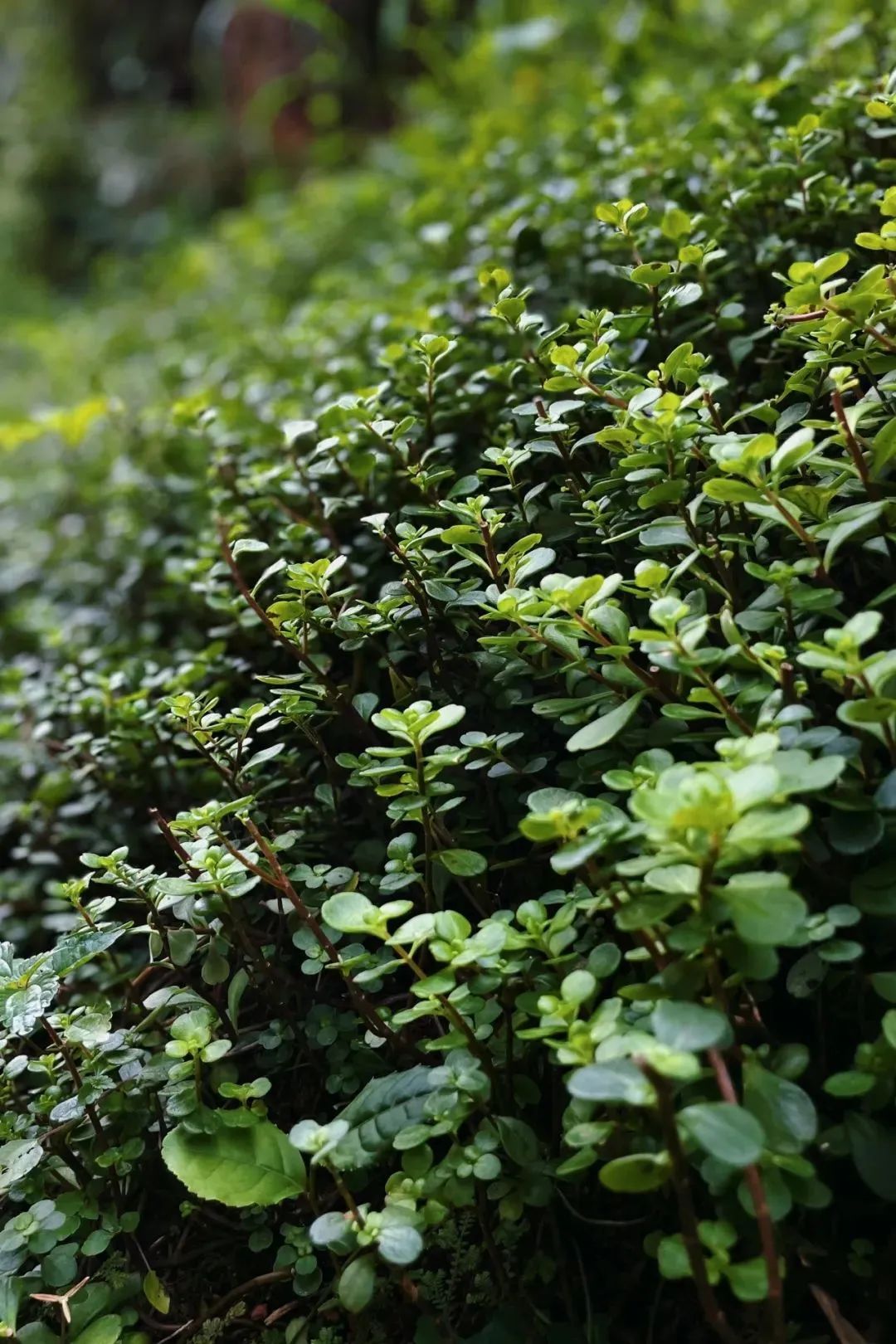 山野觅食记,夏天的味道我知道