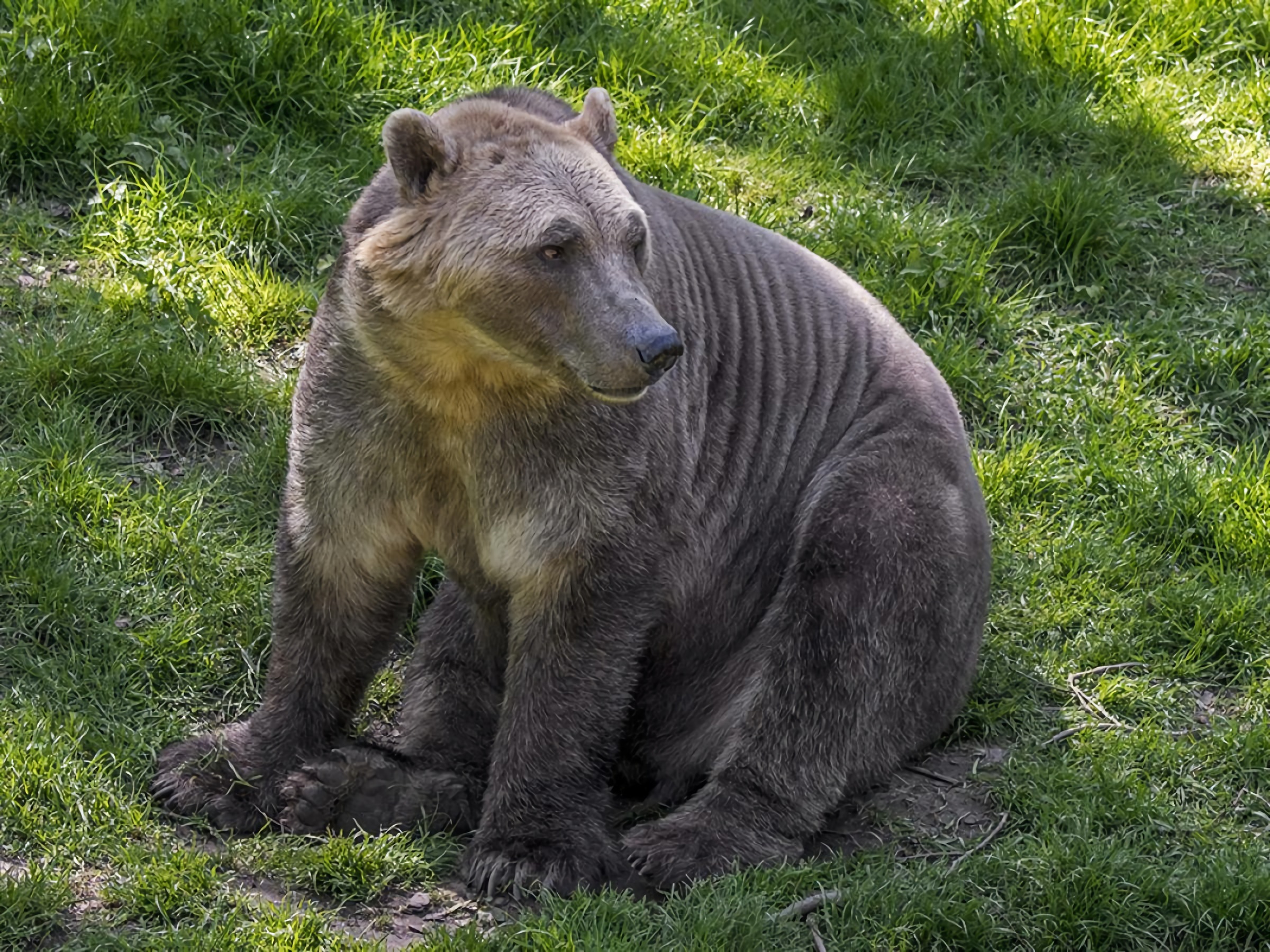 即将灭绝的10种神奇动物,10种让人不寒而栗的神奇动物