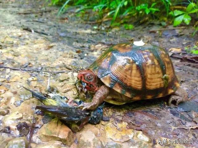 凶残的动物捕猎现场,盘点动物捕猎瞬间的迷惑行为