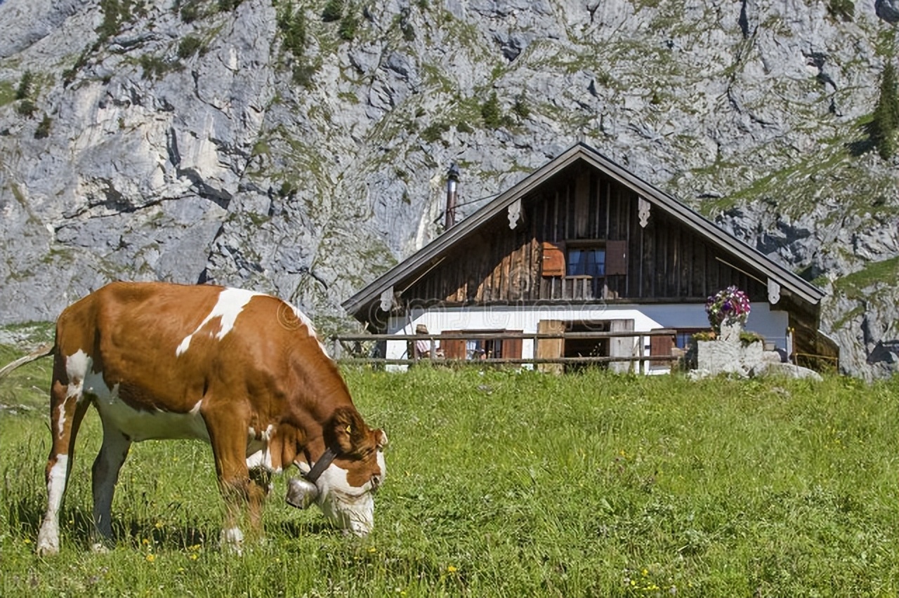 牛价最新行情西门塔尔之乡,2022年牛价西门塔尔