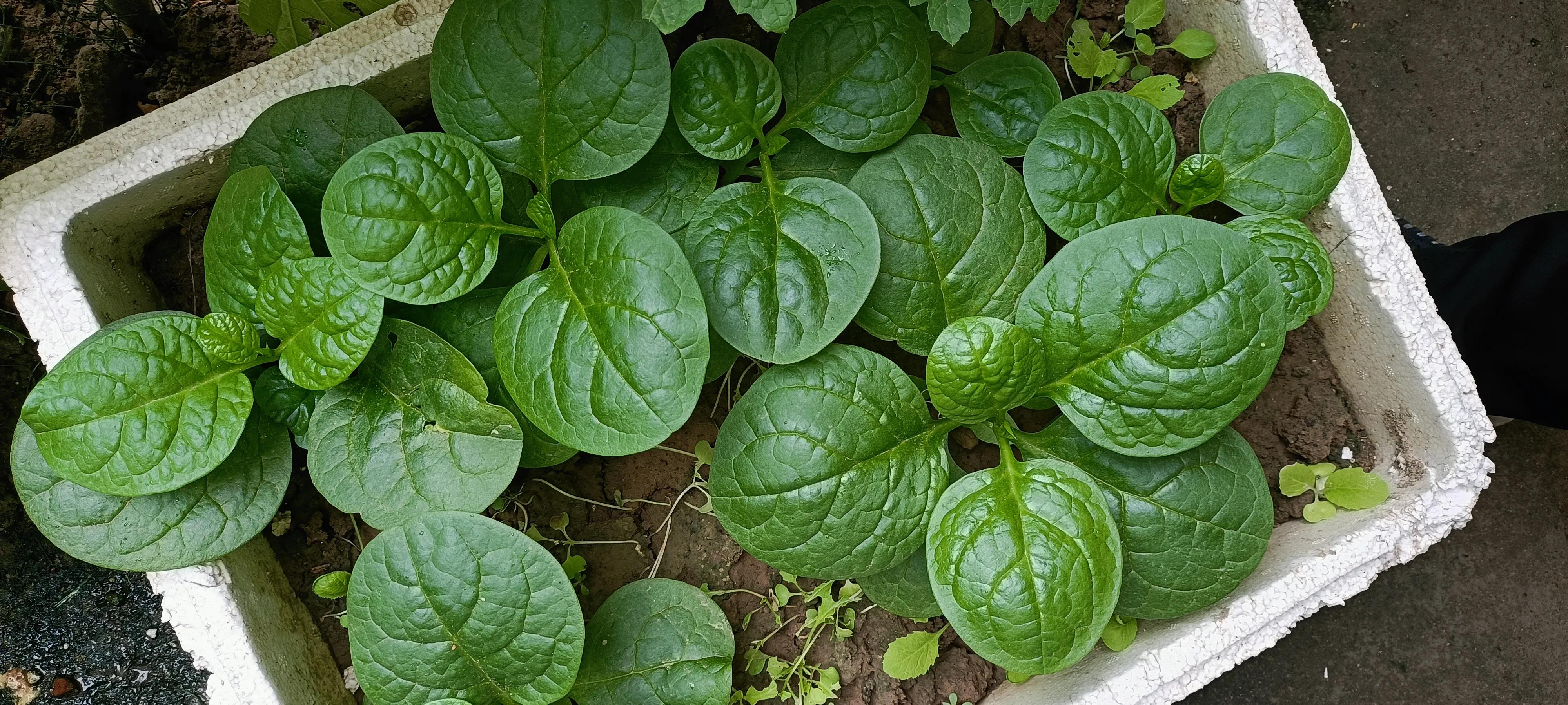 菜地菜种子怎么种,买的蔬菜种子第二年如何留种