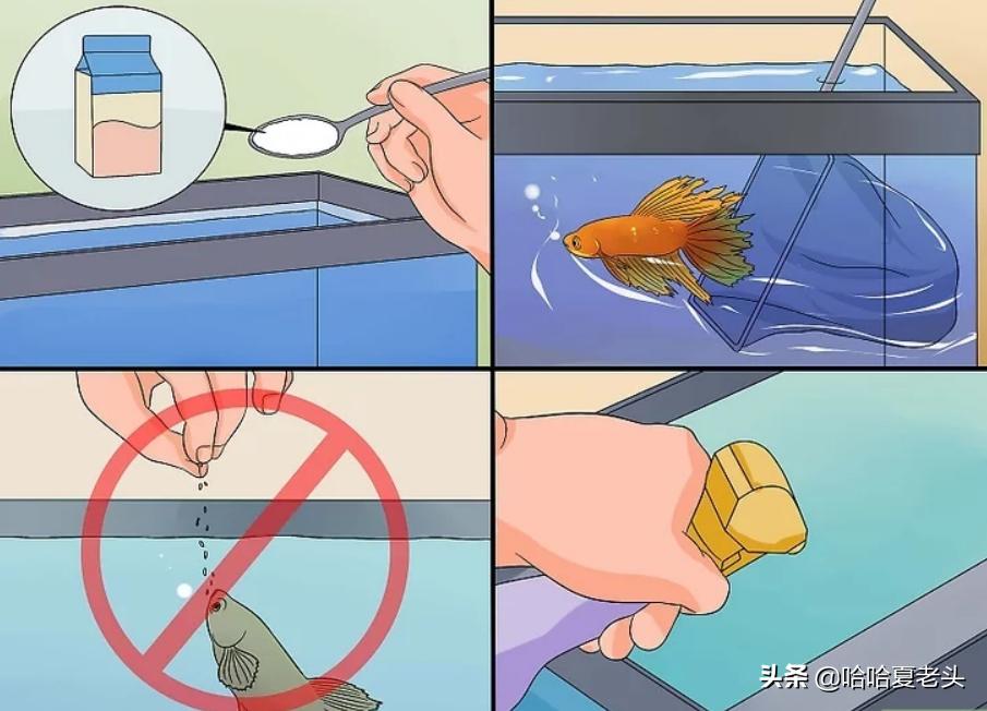 怎样拯救要死的斗鱼,怎么抢救奄奄一息的斗鱼