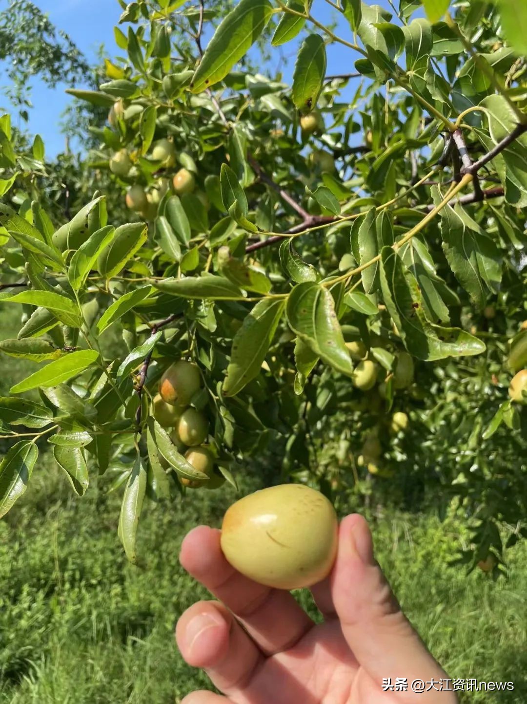 繁昌“贡枣”，涅槃重生