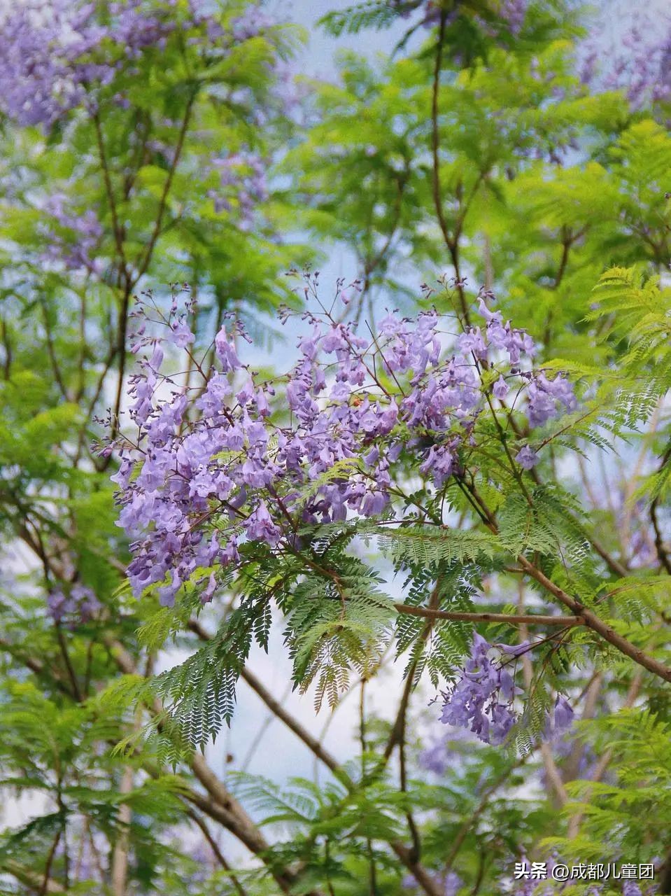 成都武晋路蓝花楹,昆明街头蓝花楹绽放成梦幻花海