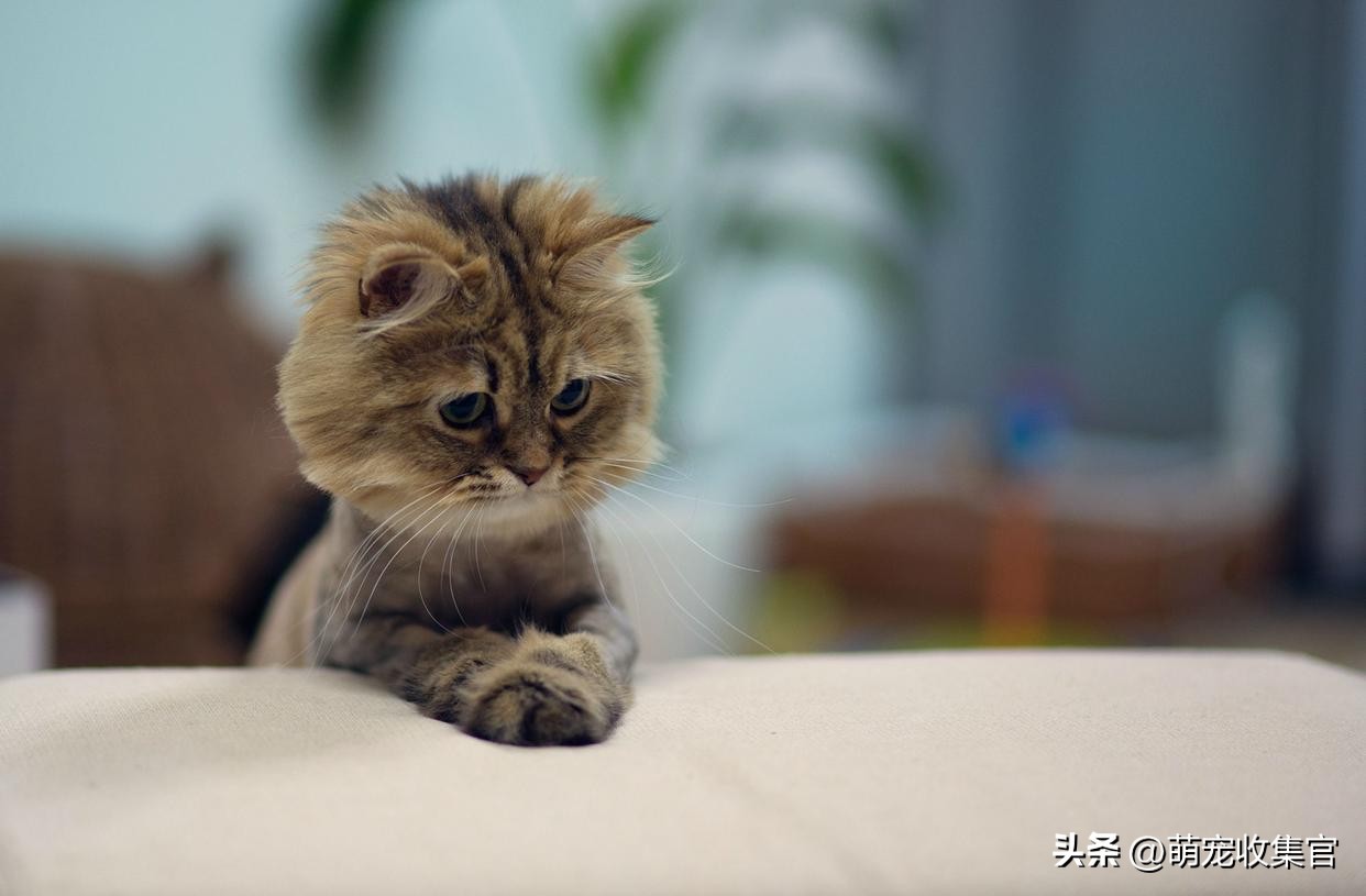 猫咪怀孕注意事项和饮食禁忌,猫咪怀孕的期间需要注意什么