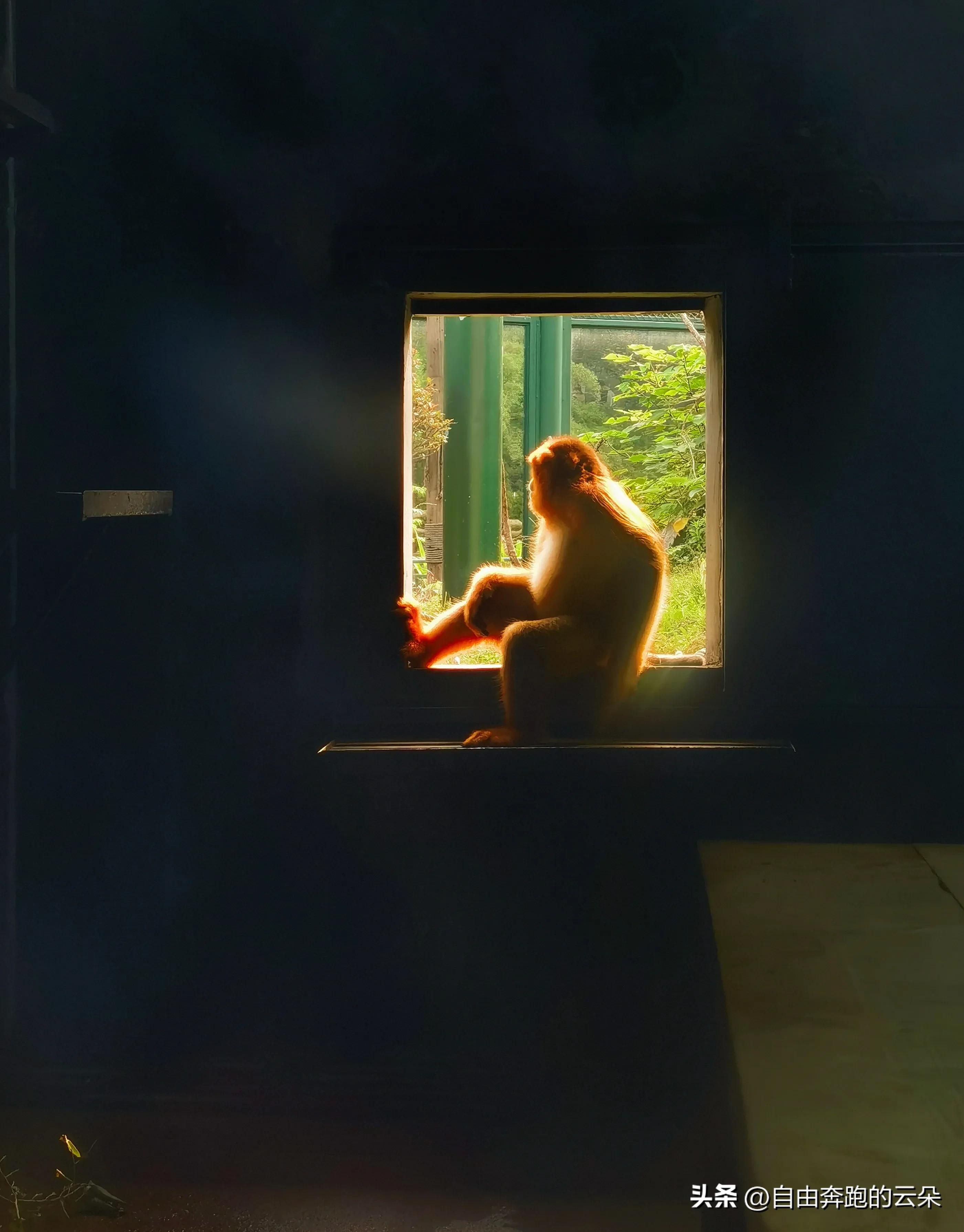 长沙生态动物园门票小孩免费吗,长沙生态动物园门票多少钱一个人