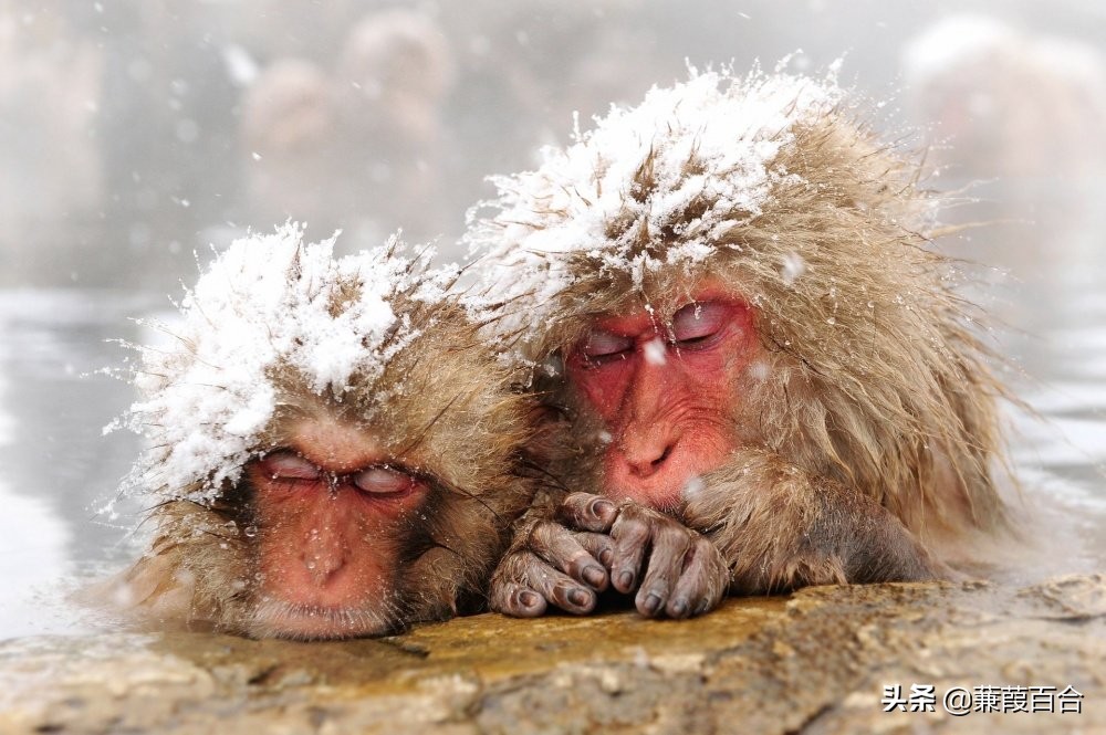 20张罕见又迷人的照片,2021年意大利锡耶纳国际摄影奖