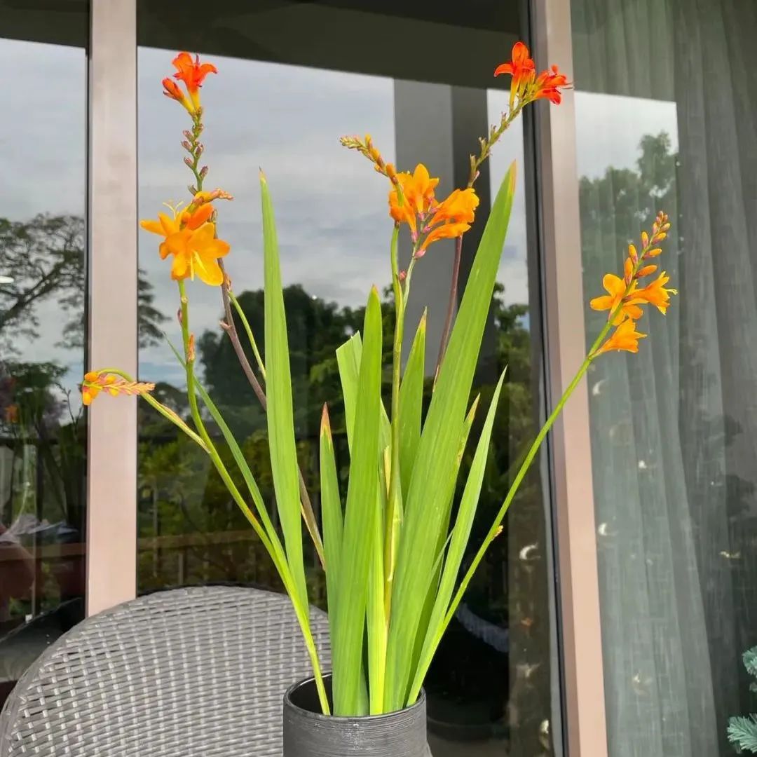 新手必看鲜花养护攻略,鲜花在水里能养几天会死