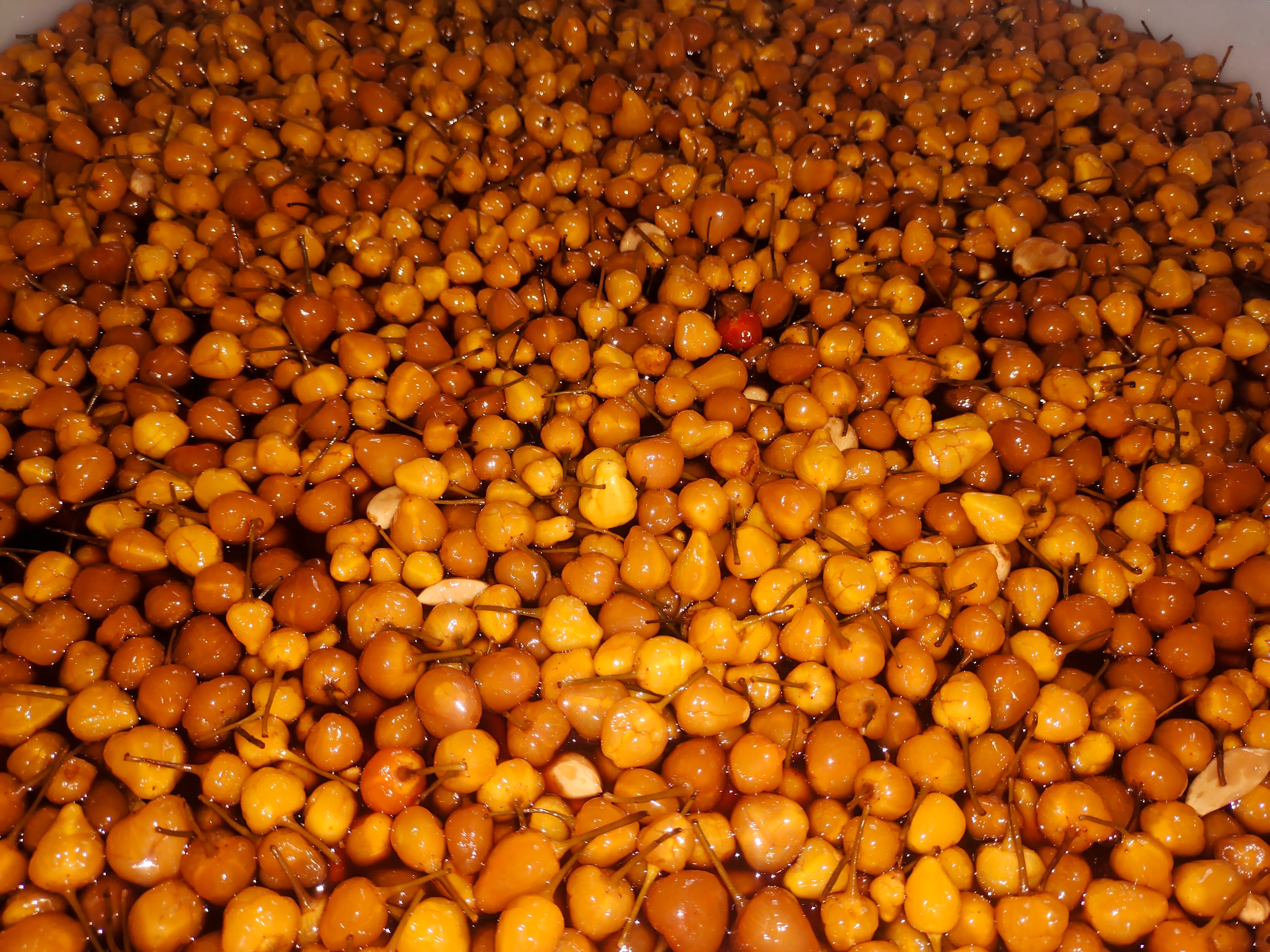 亩收入5000多元郏县辣椒喜获丰收,小辣椒种出富民大产业