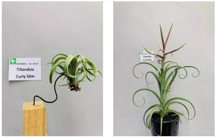 空气凤梨花卷和巨型花卷的区别,给空气凤梨花卷做造型