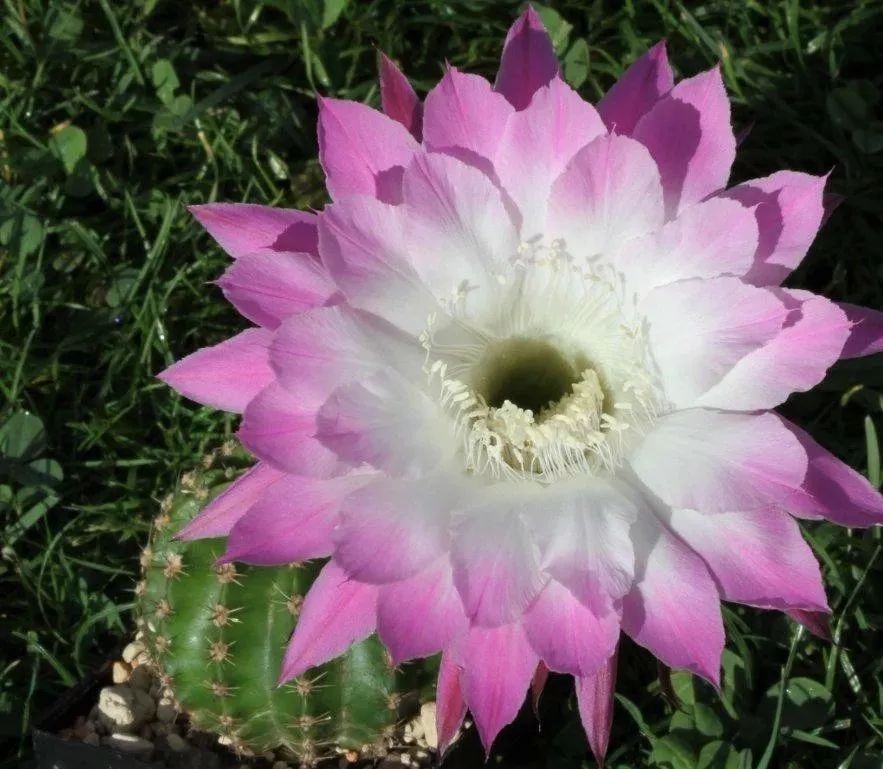 200种·仙人球开花图鉴，大开眼界，美到爆