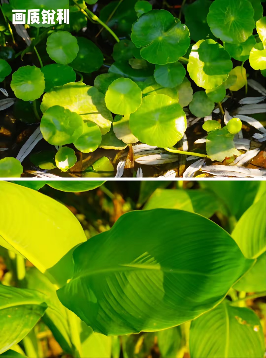 3000左右打鸟镜头推荐,二手单反推荐500元以下拍人像