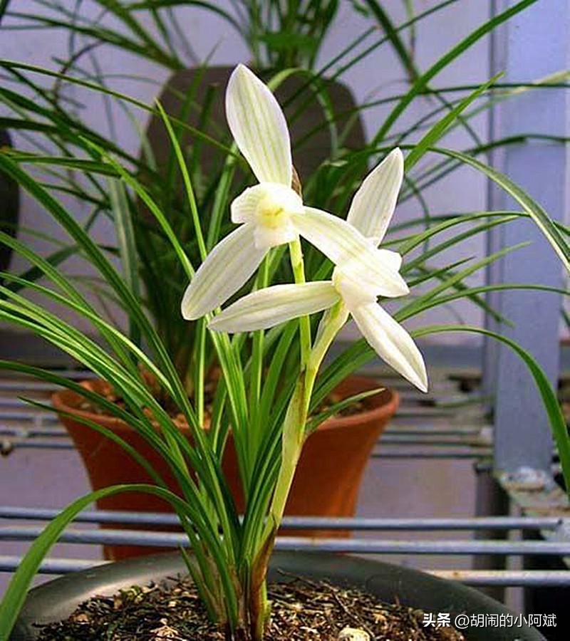 云南发现一株顶级兰草,云南发现野生兰花