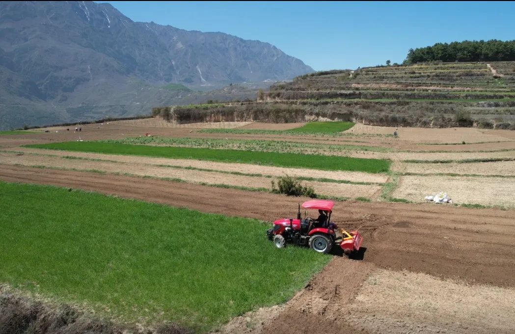 聚焦“1+6”产业丨舟曲八楞:机械化赋能中藏药材产业高质量发展