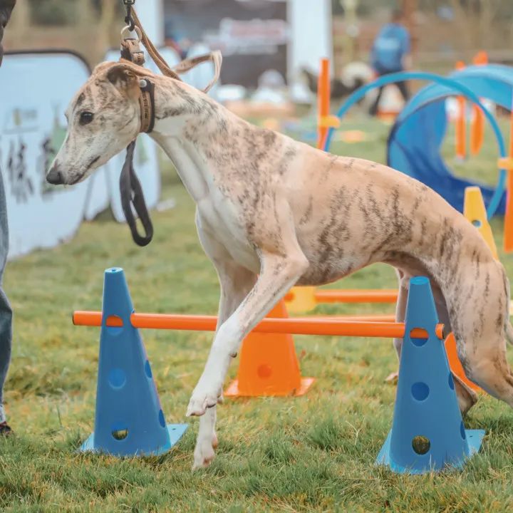 萌宠万圣狂欢夜,萌宠露营云龙区