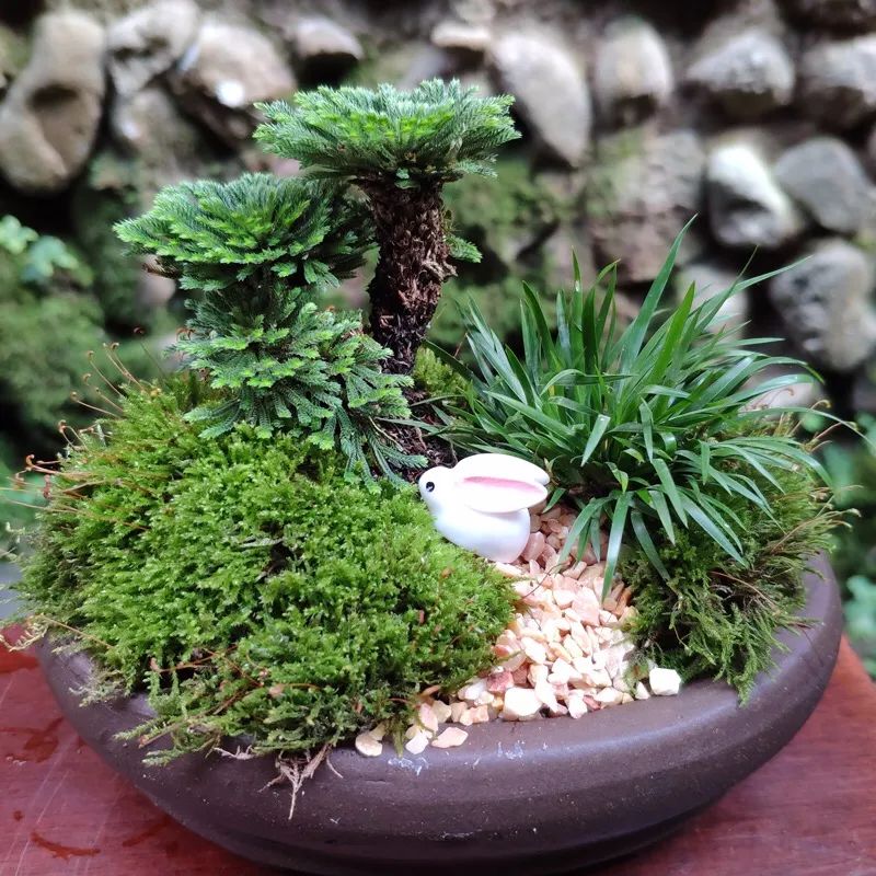 养这10种花越养家里越干净,适宜在家中养的10种花排名