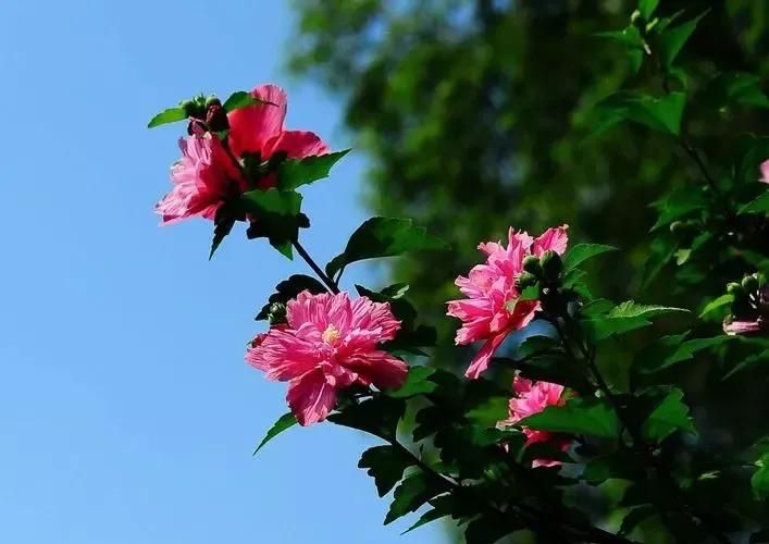 每个国家的国花分别都是哪些,你还知道有哪些国家的国花吗