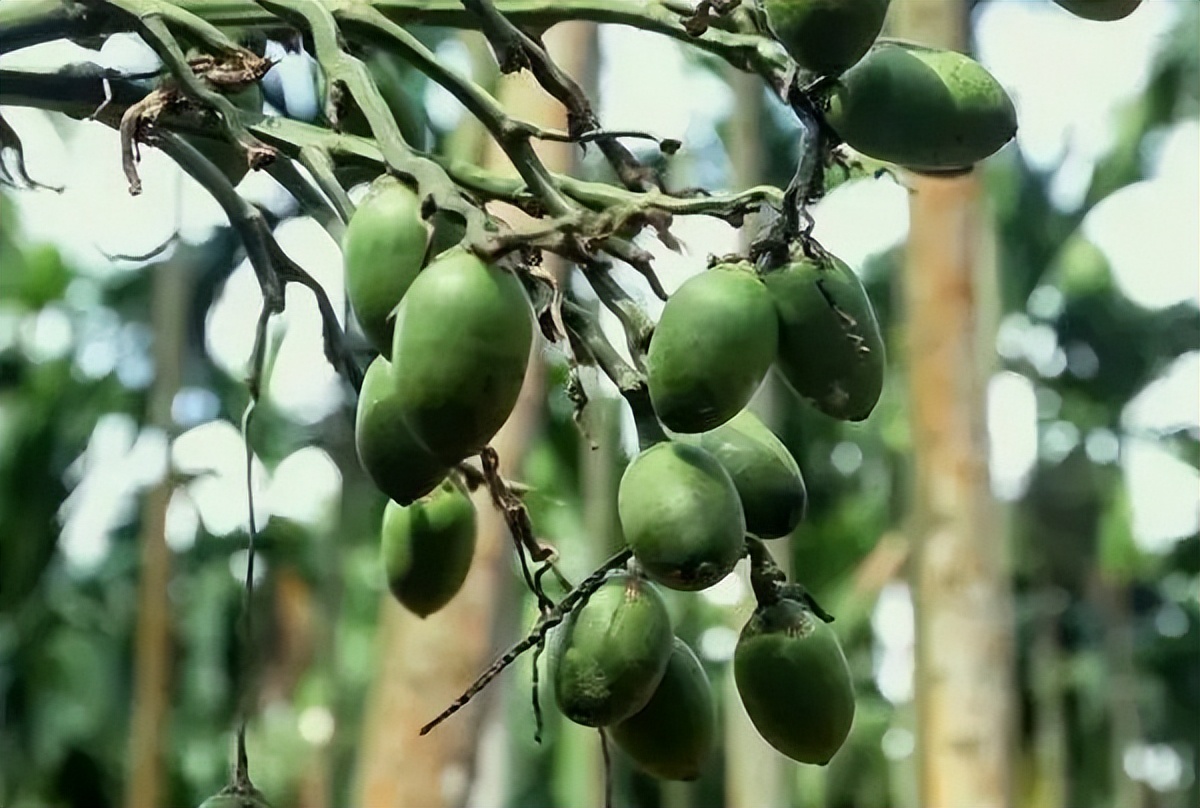 一级致癌物槟榔的危害有哪些,槟榔为什么被列为一级致癌物