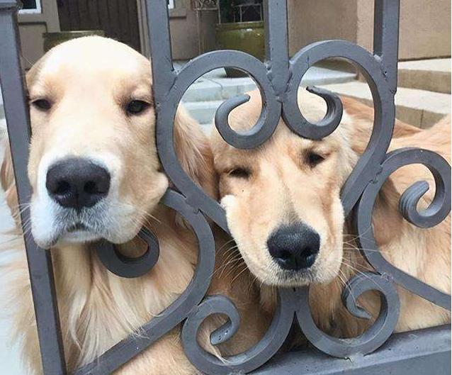 狗狗交配后，居然会流血？这正常吗？