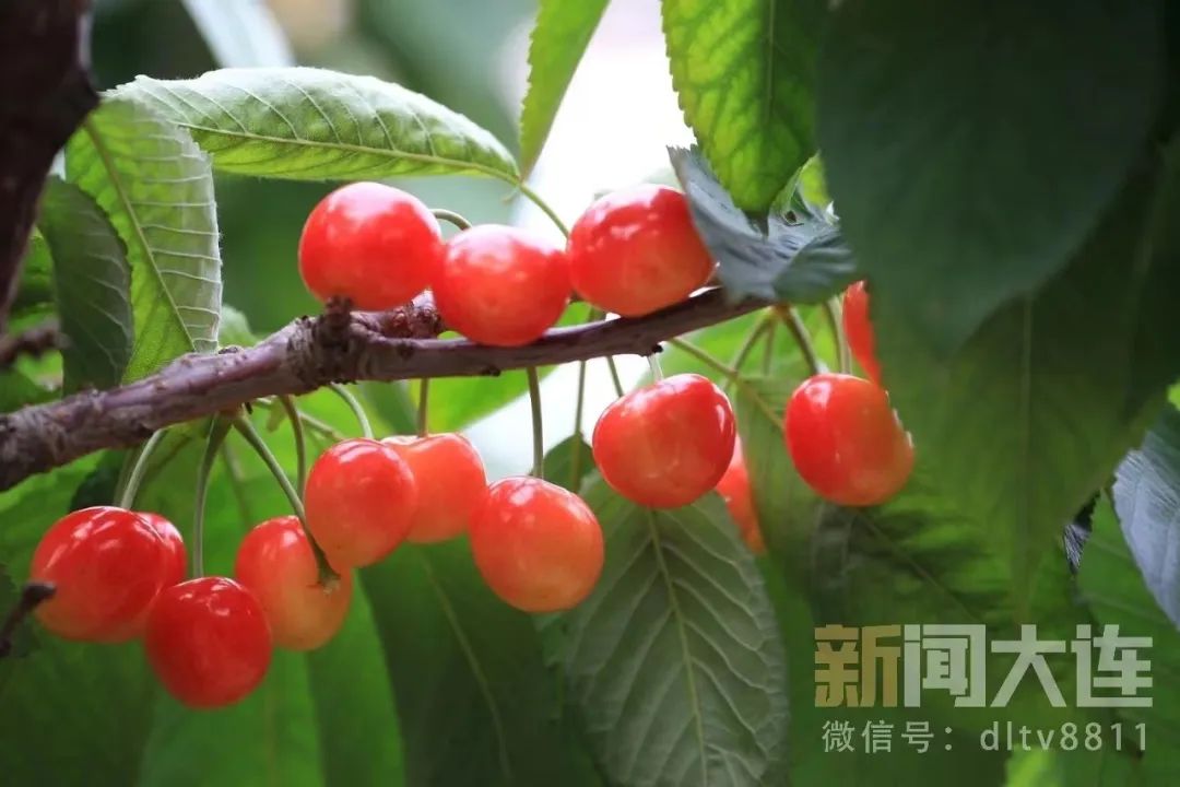 五一樱桃采摘攻略路线,新鲜樱桃采摘自驾路线
