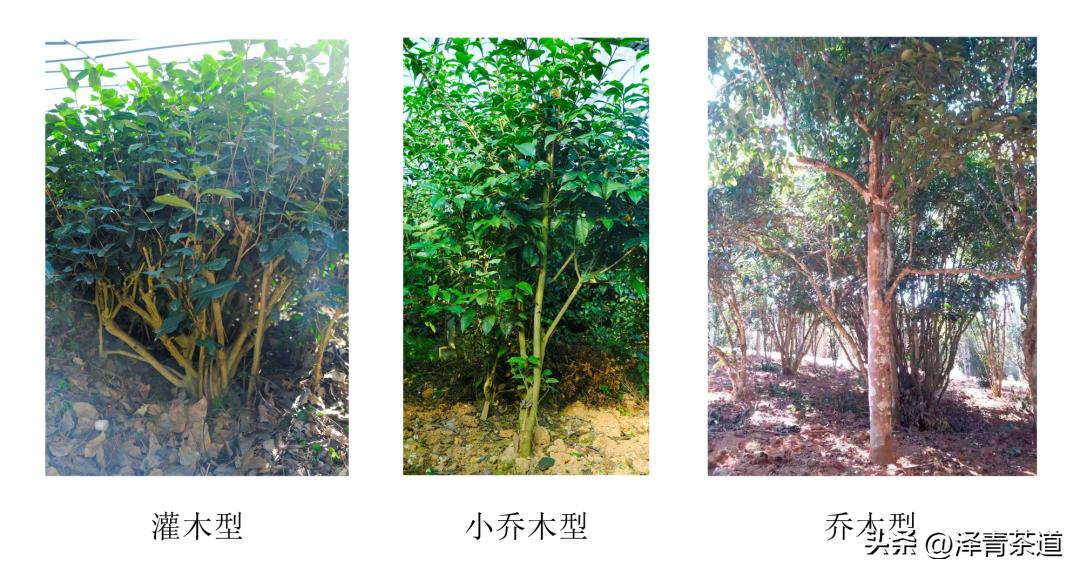 茶树为什么多生“南”而不生“北”？