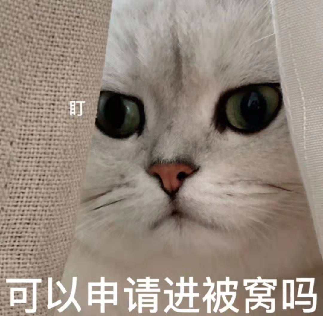 猫咪开车姿势多种多样，绝对是你想象不到的疯狂