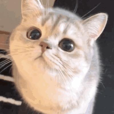 如何判断一只猫猫性格好不好,一只猫有这几种表现