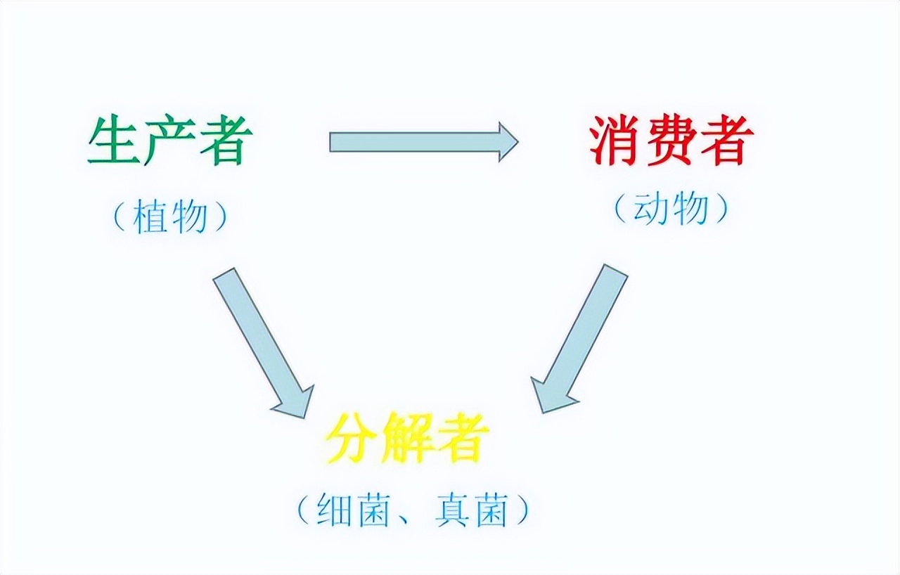 一个玻璃瓶在土底下几年才会消失,玻璃瓶在自然中多久消失