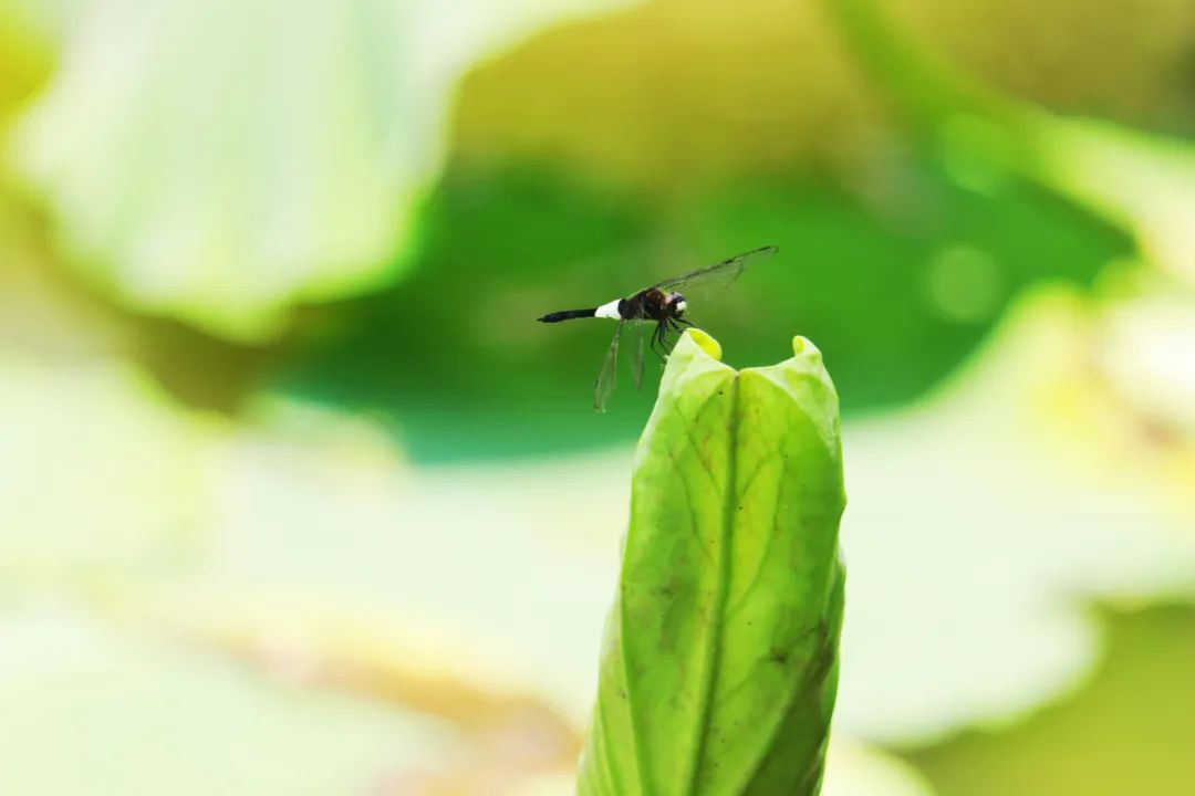 临沂夏日荷花盛开,临沂的荷花火了