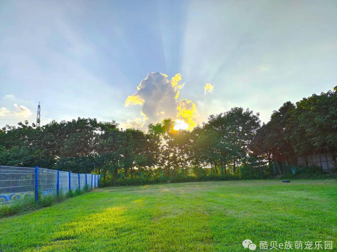 养狗误区123,养狗的误区