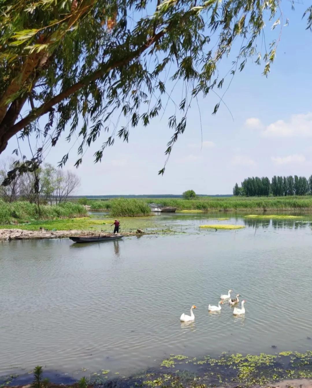 微山湖湿地与滕州红荷湿地哪个好,微山湖湿地和微山湖红荷湿地公园