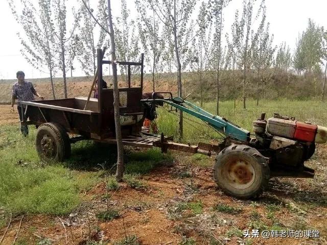 一年一度国庆节收玉米,记忆中的秋天收玉米