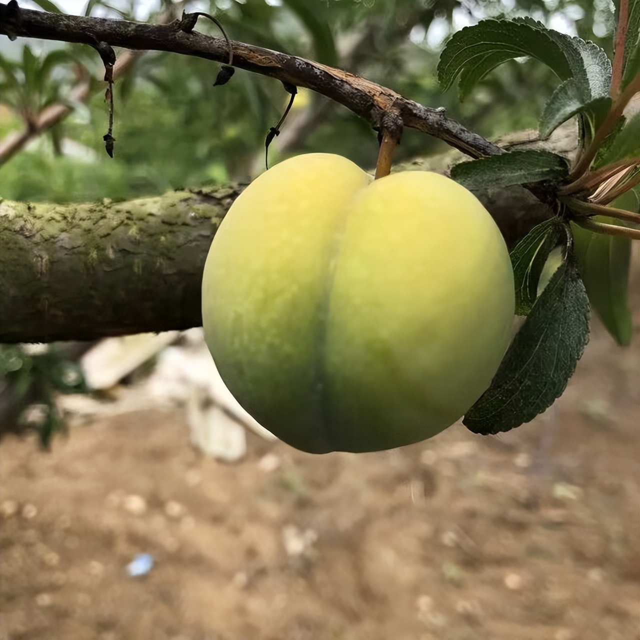 古人水果,古人吃什么水果最好