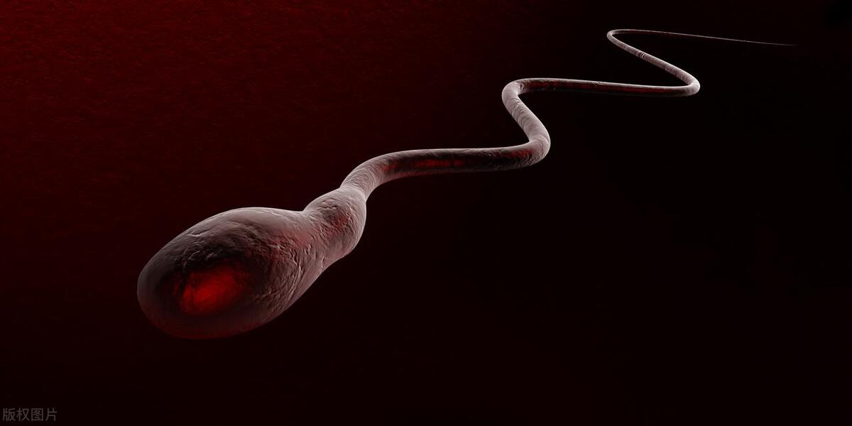 男性精子20年不释放会怎么样,男性生理不规律影响精子存活吗