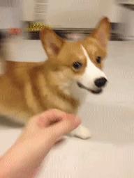 柯基犬为什么不建议养,为什么少人养狗