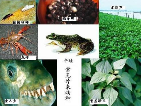 珍珠鳖在美国泛滥了吗,美国珍珠鳖对生态危害