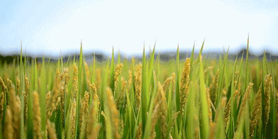 吉林大米怎么样,吉林大米哪个牌子好吃