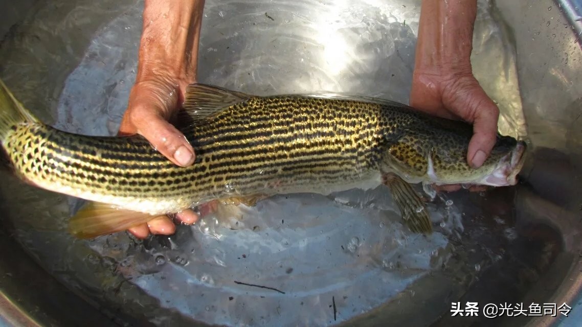 钓鱼钓到保护鱼种放了违法吗,钓鱼犯法的鱼类有哪些种类